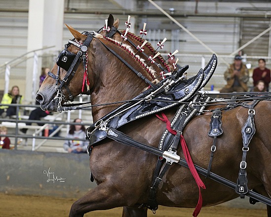 2024 Big Thunder Draft Horse Show