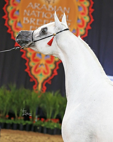 Arabian National Breeder Finals