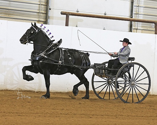 Big Thunder Draft Horse Show