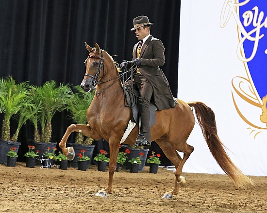 Arabian National Breeder Finals