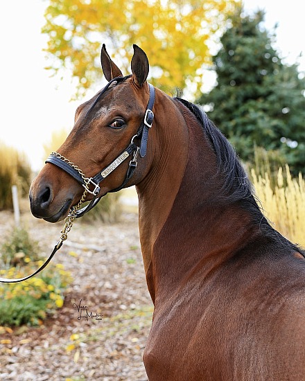 Gold Creek Farm Shoot